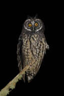 Image of Stygian Owl