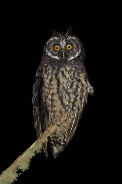 Image of Stygian Owl