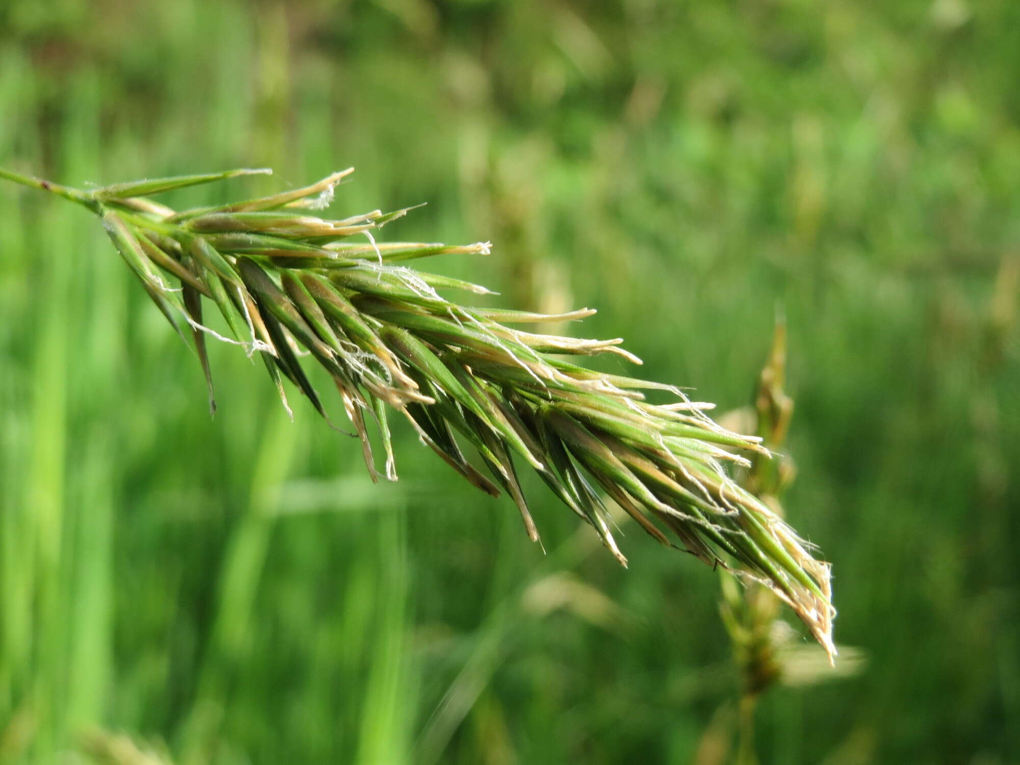 Plancia ëd Anthoxanthum odoratum L.