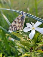 Image of Desert white