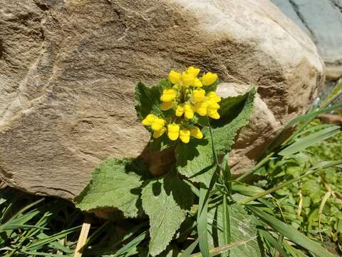 Image of Calceolaria plectranthifolia Walp.