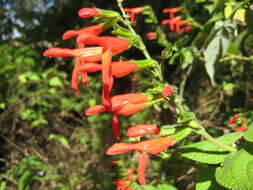 Image of Salvia gesneriiflora Lindl. & Paxton