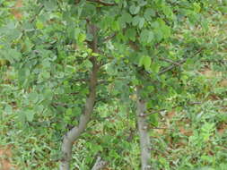 Image of Bauhinia rufescens Lam.