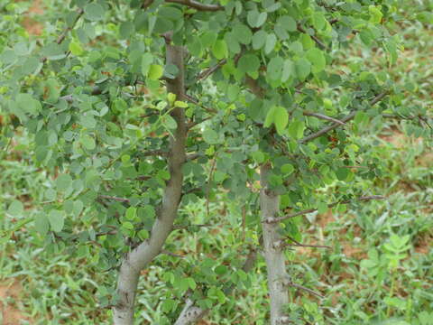 Image of Bauhinia rufescens Lam.