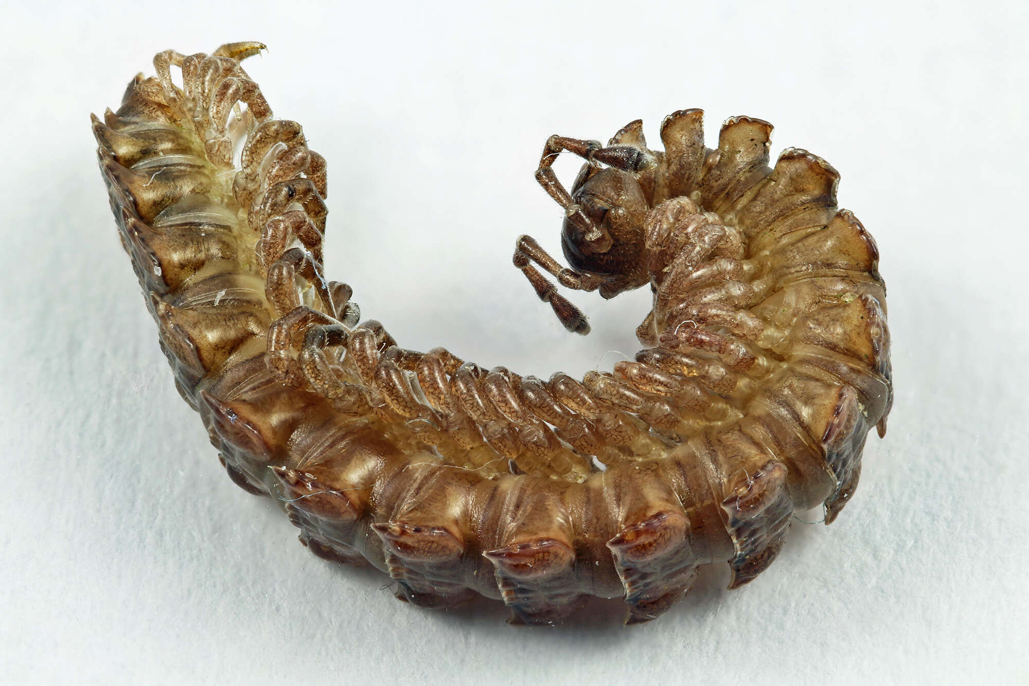 Image of Polydesmus