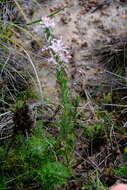 Imagem de Isopogon inconspicuus (Meissn.) D. B. Foreman