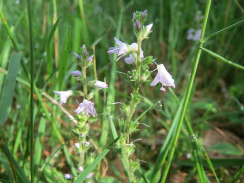 Image of Health Speedwell