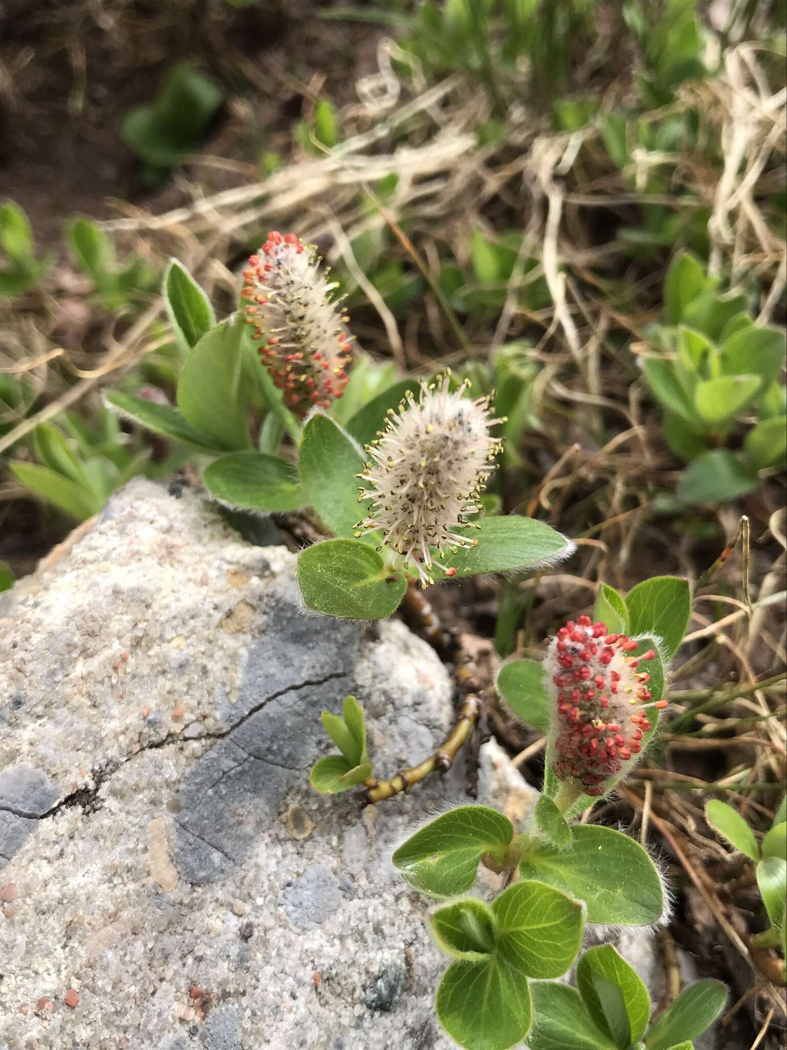 Image of alpine willow