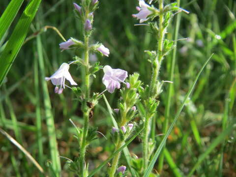 Image of Health Speedwell