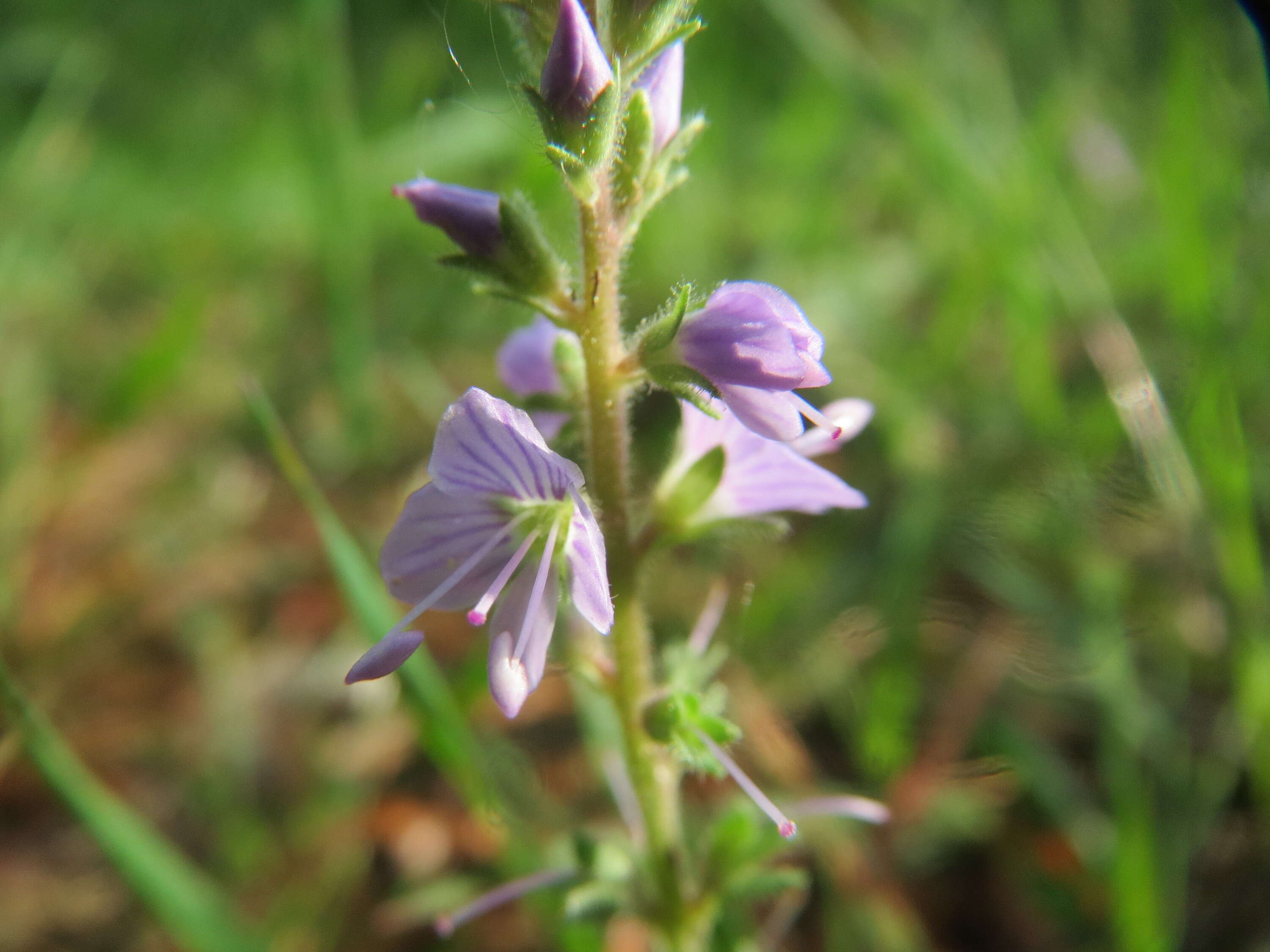 Image of Health Speedwell