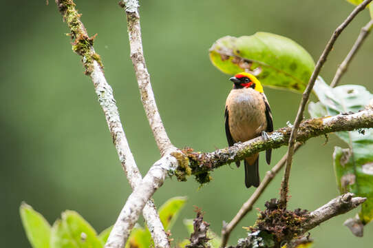 Image of Flame-faced Tanager