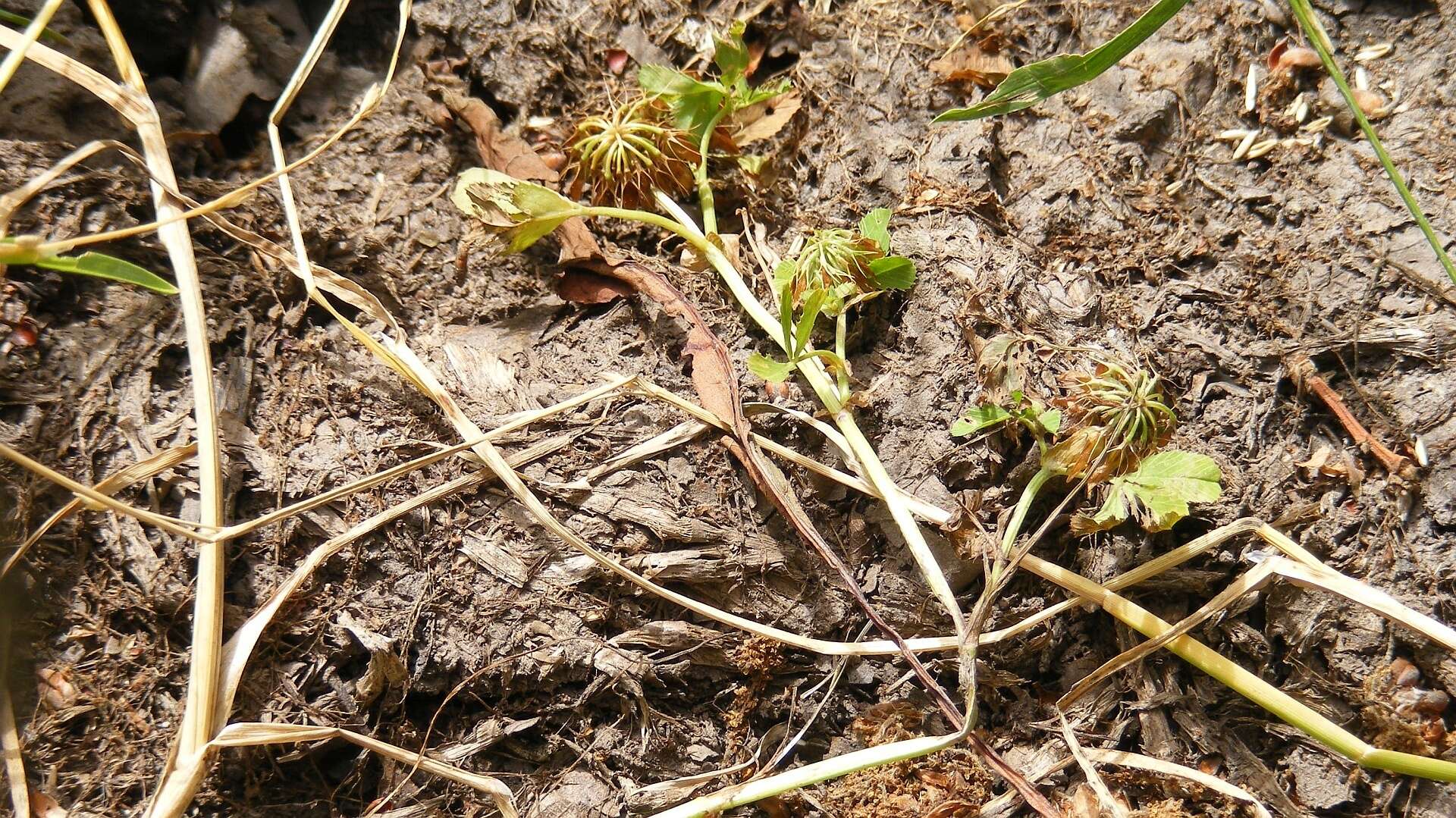 Image of bigflower clover
