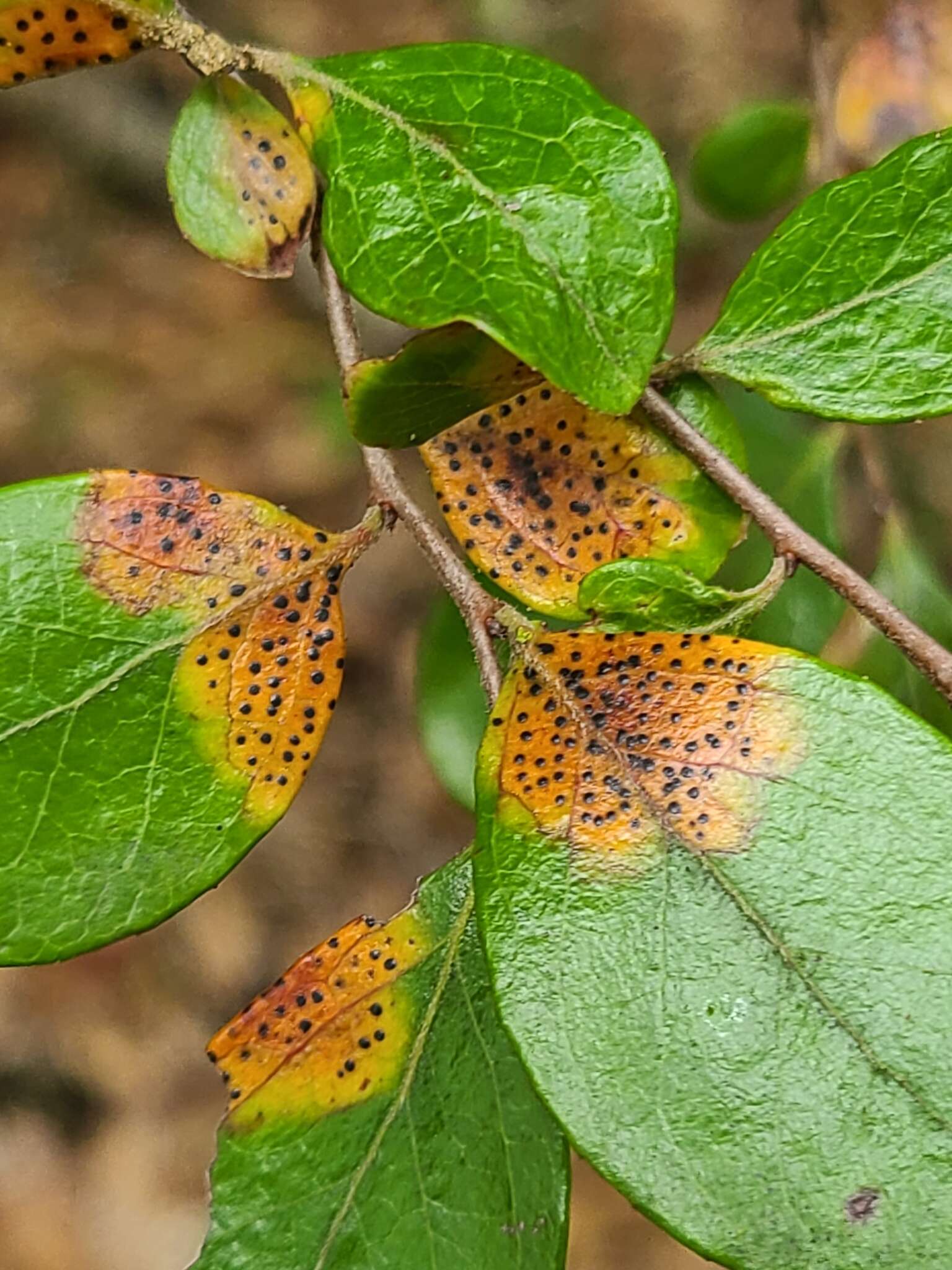 Sivun Ophiodothella vaccinii Boyd 1934 kuva