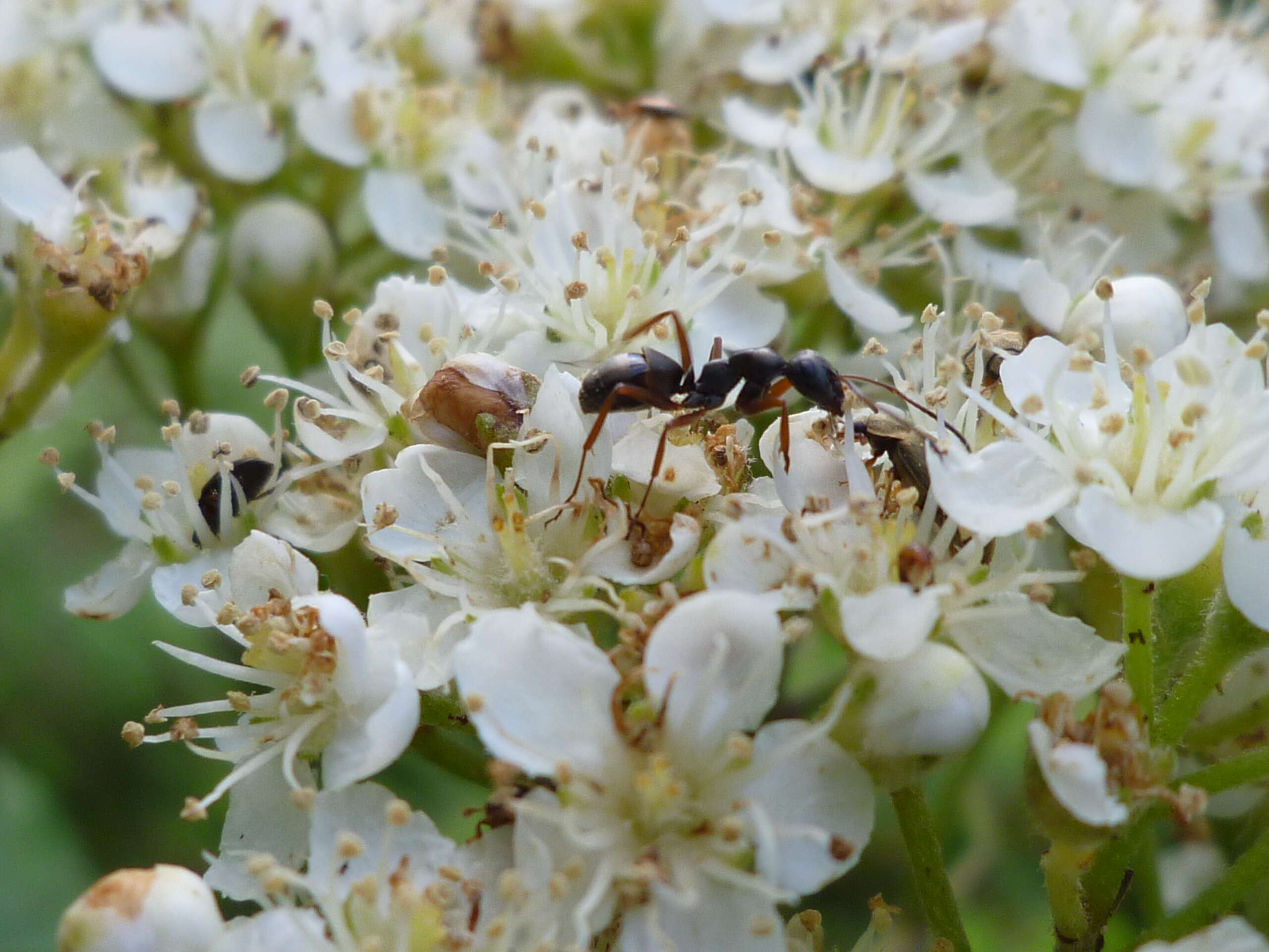 Image of Small black ant