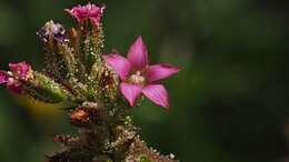 Image of broadleaf gilia