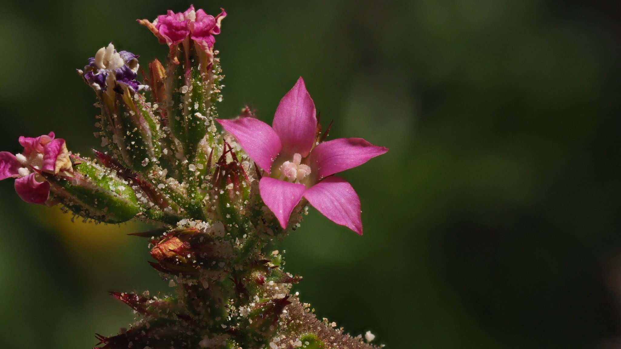 Image of broadleaf gilia