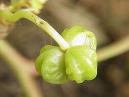 Image of dwarf nasturtium