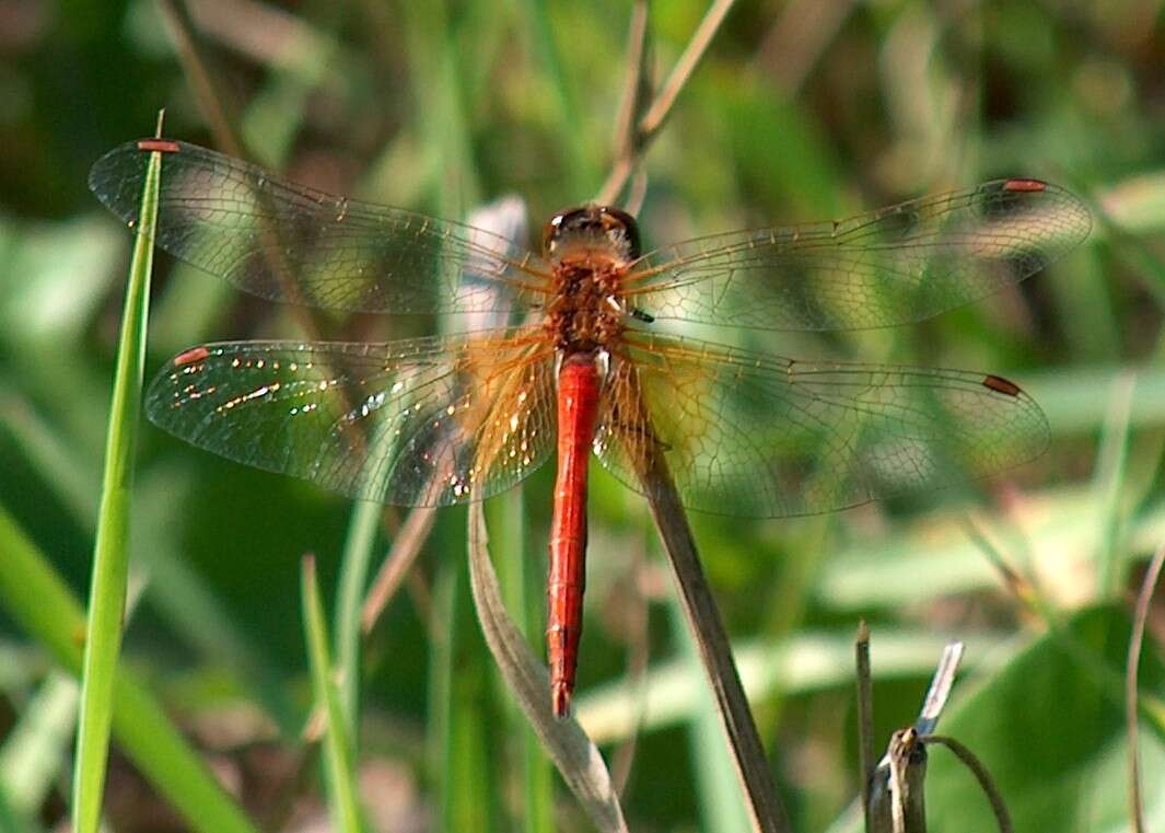 Image of Common Darter