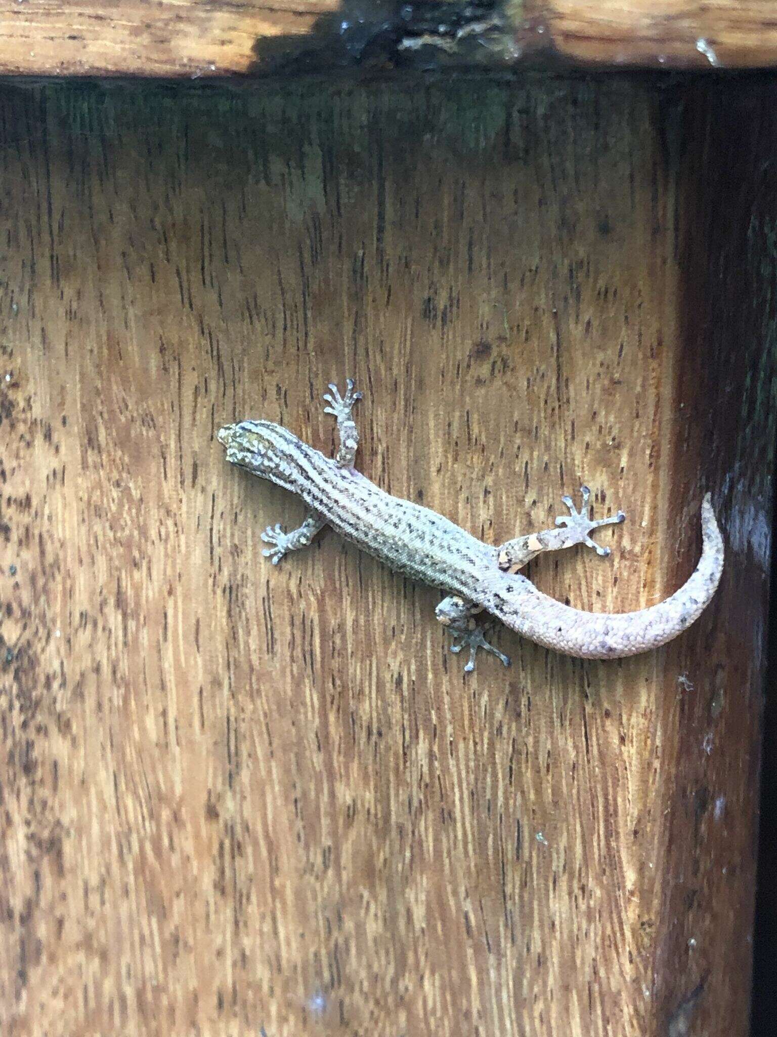 Image of Costa Rica Least GeckO