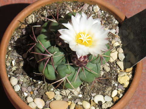 Image of Thelocactus hexaedrophorus (Lem.) Britton & Rose