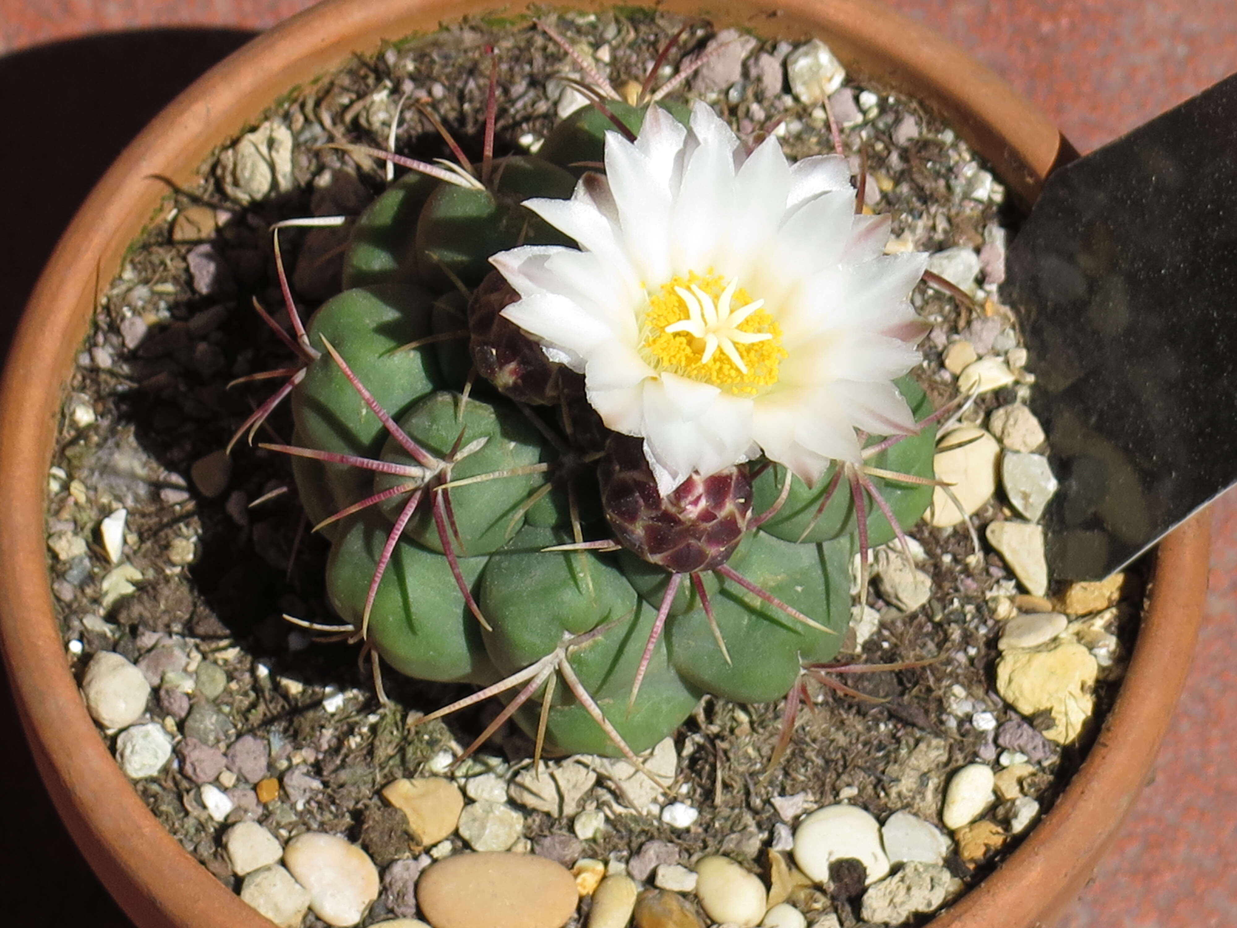 Image of Thelocactus hexaedrophorus (Lem.) Britton & Rose