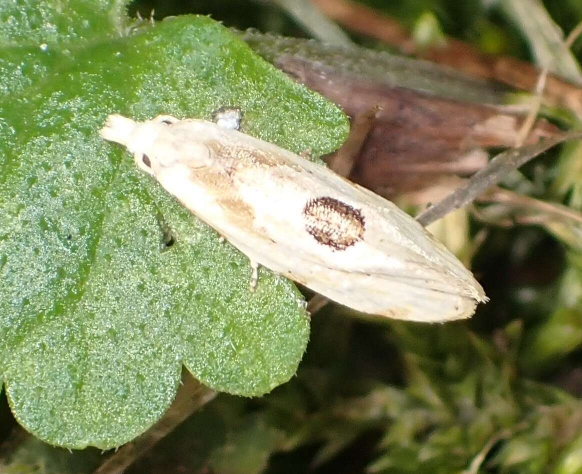 Image of Aethes angustana species group