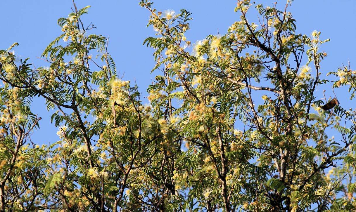 Image of Common albizia