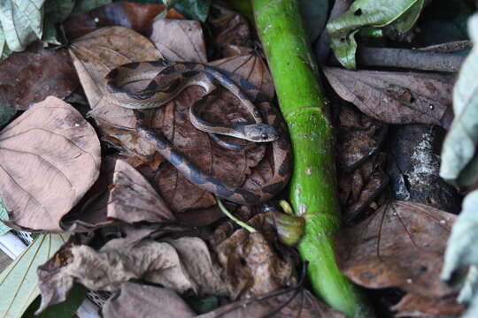 Image of Banded Cat-eyed Snake