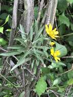 Image of Aldama buddlejiformis (DC.) E. E. Schill. & Panero