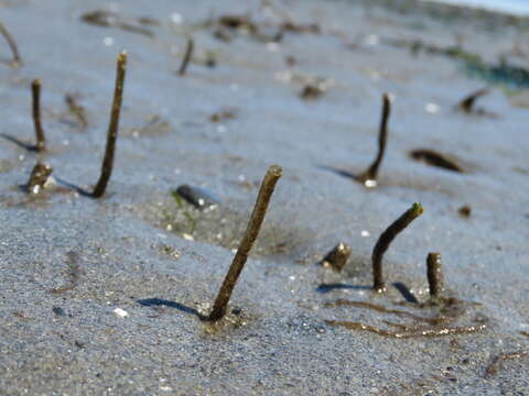 Image of glassy tubeworm