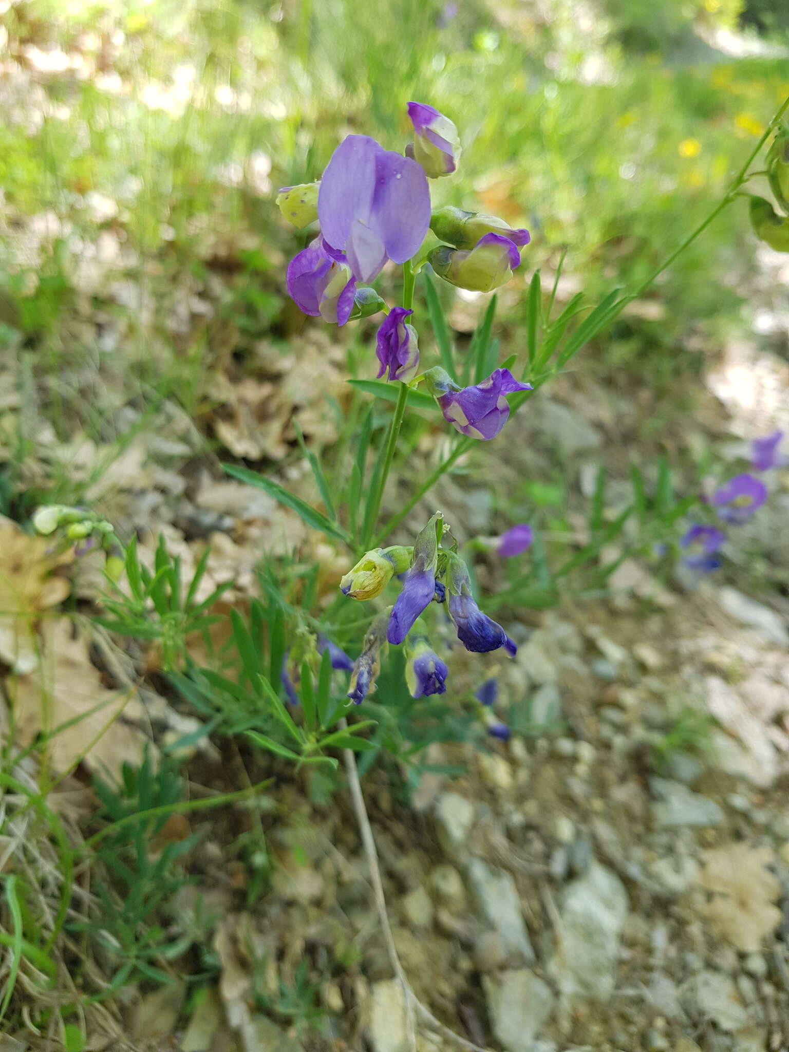 Image of Lathyrus filiformis (Lam.) Gay