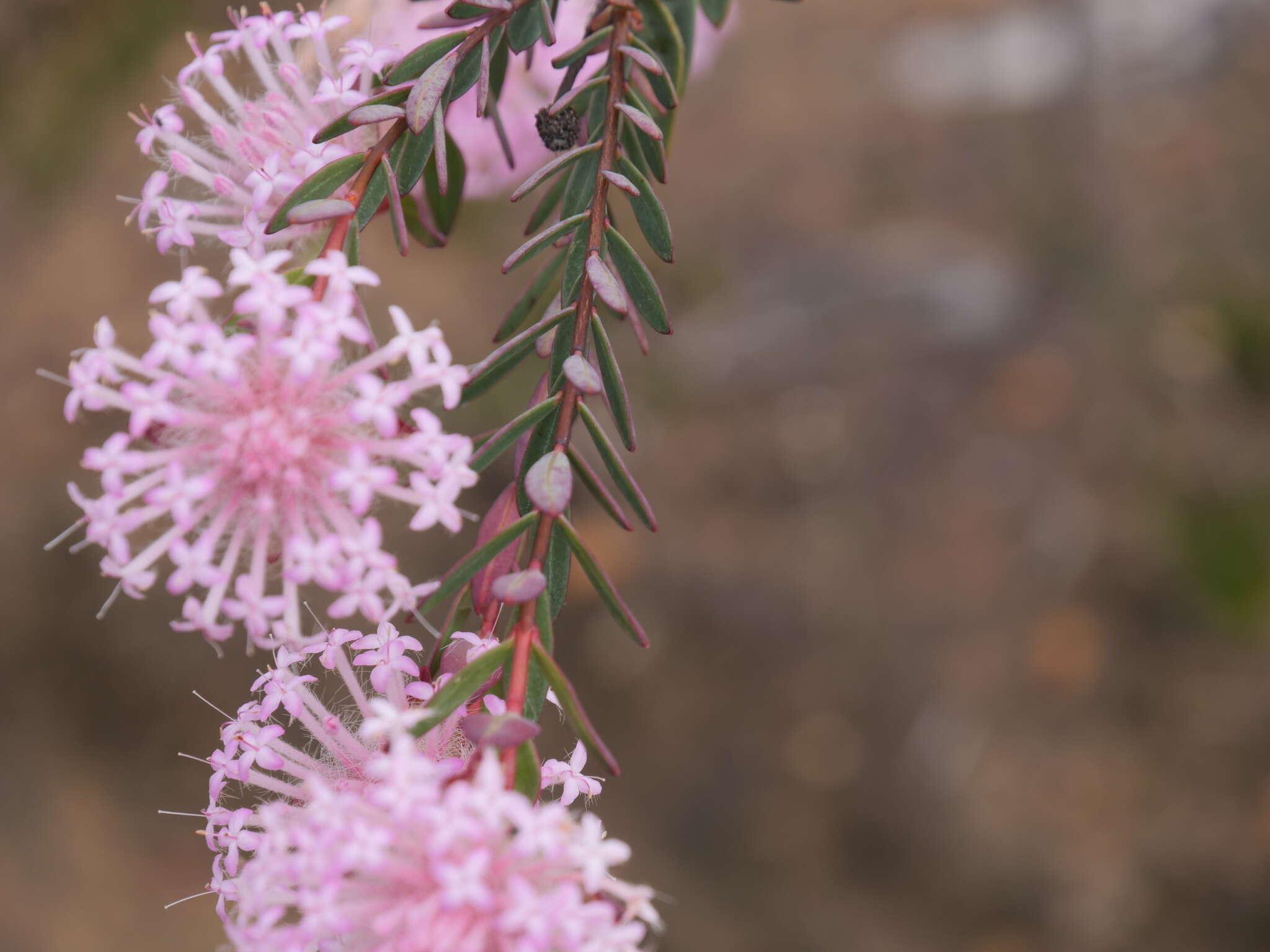 Image of Pimelea hispida R. Br.