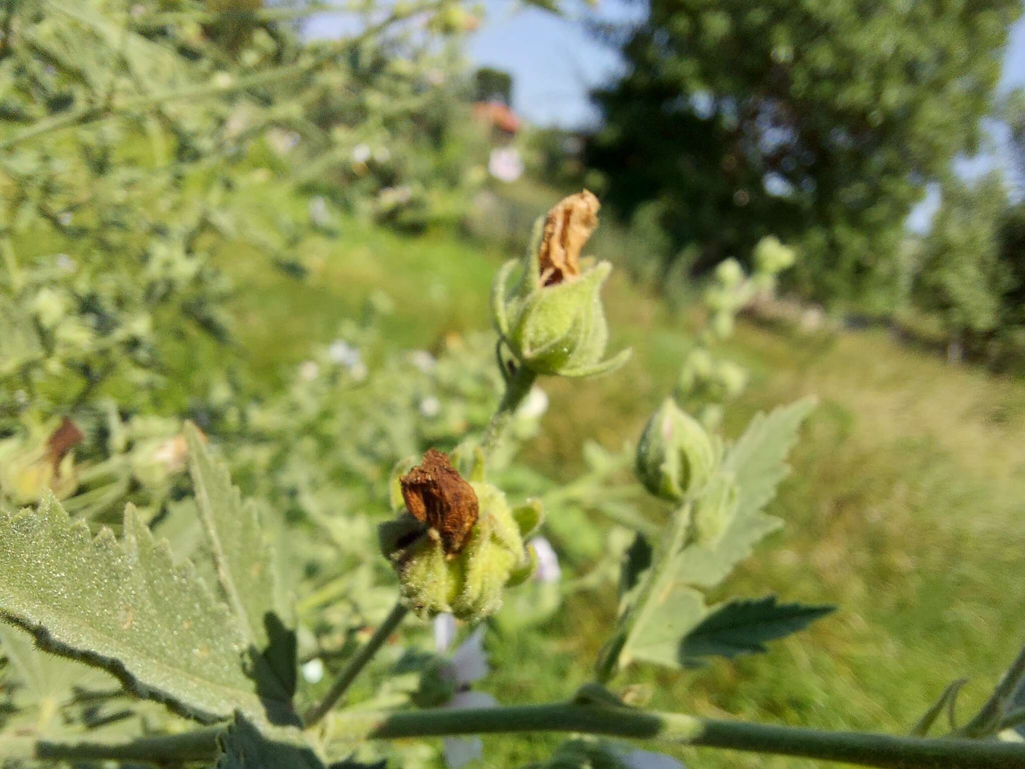 Image of Althaea × taurinensis