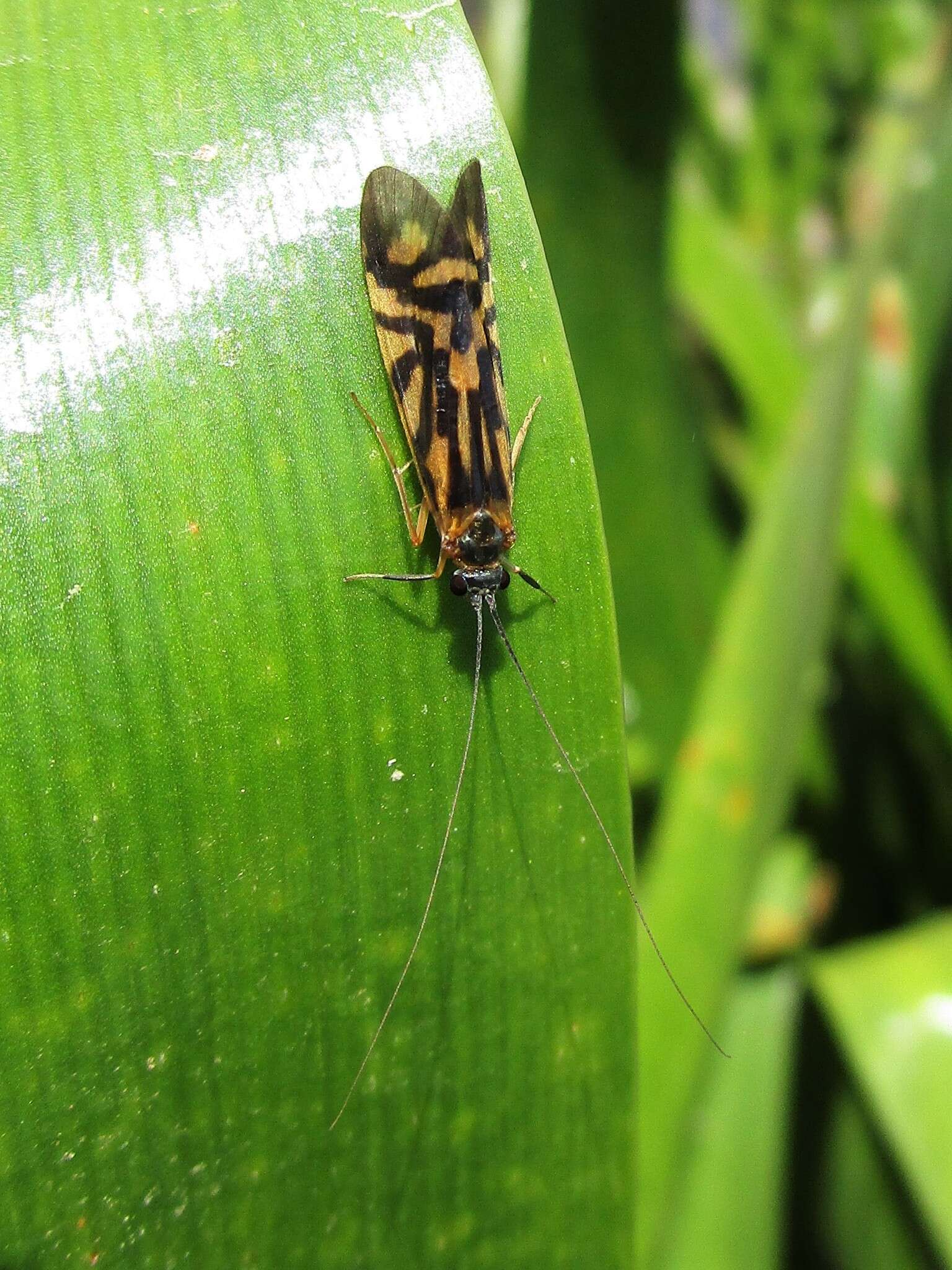 Image of Macrostemum carolina (Banks 1909)