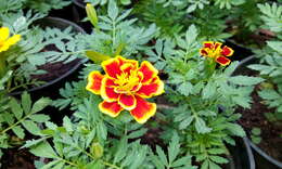 Tagetes erecta L. resmi