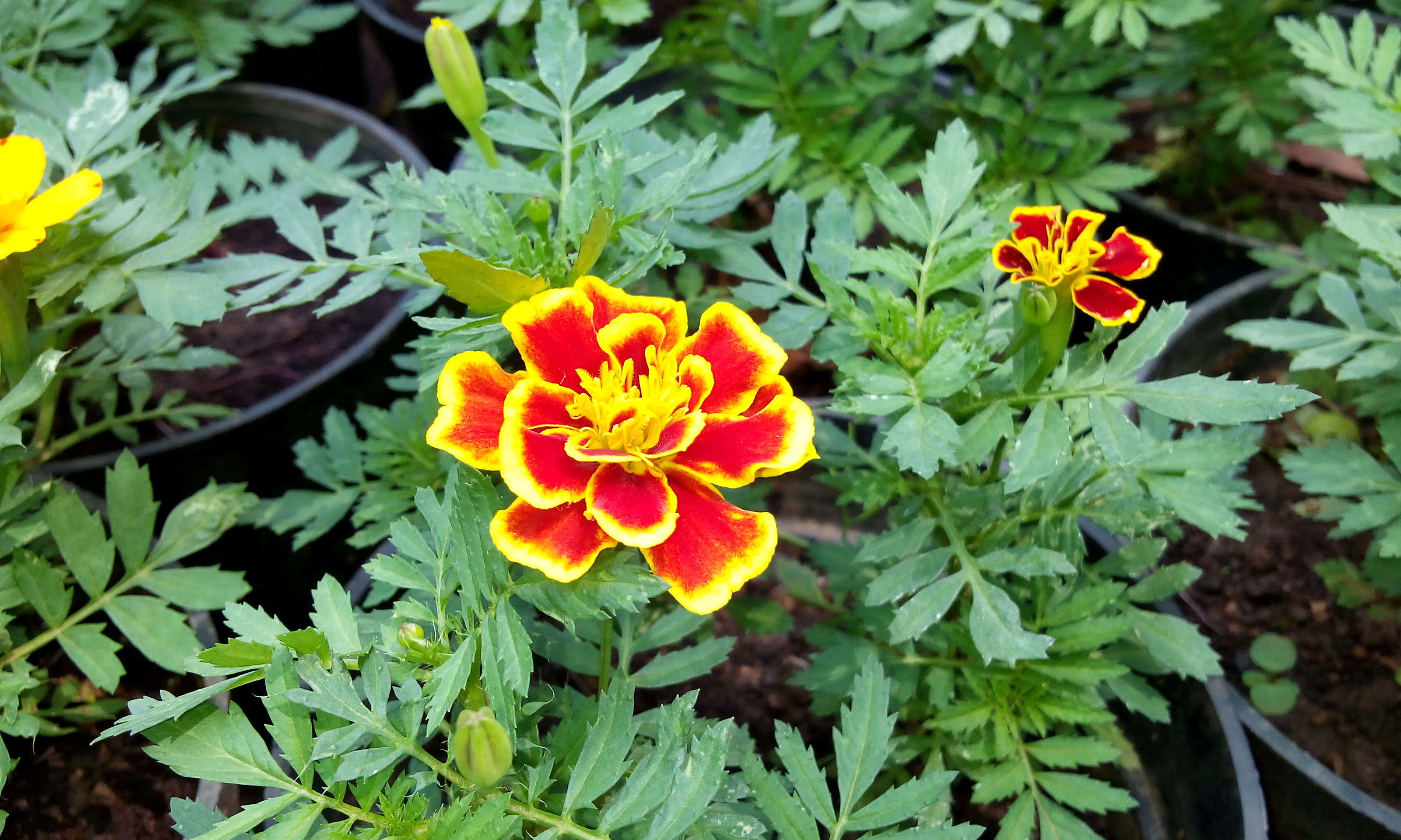 Tagetes erecta L. resmi