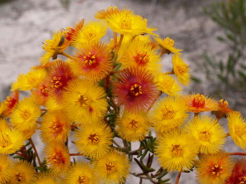 Image of Verticordia endlicheriana Schauer