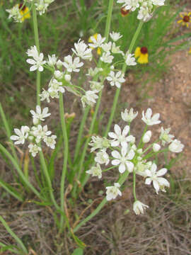 Image of meadow garlic