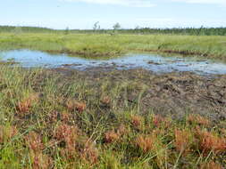 Image of slenderleaf sundew