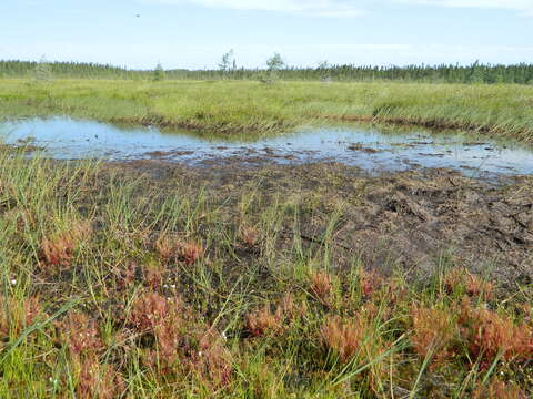 Image of slenderleaf sundew