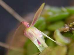 Imagem de Barbosella crassifolia (Edwall) Schltr.