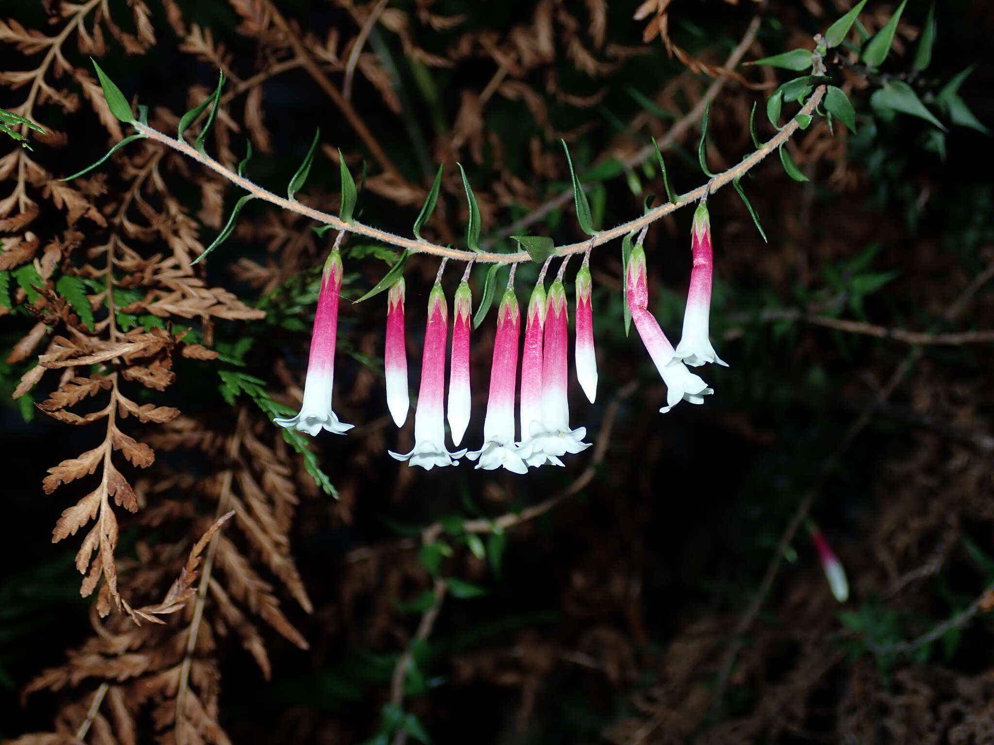 Image of Epacris longiflora Cav.