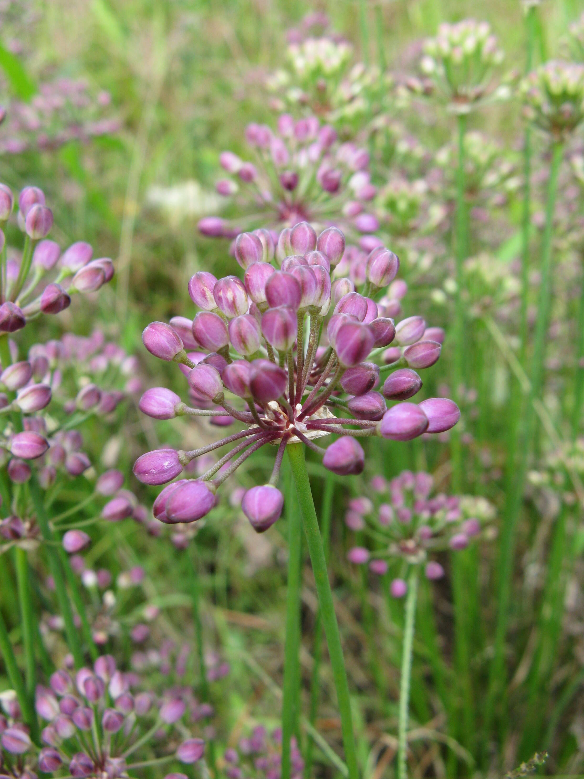 صورة Allium thunbergii G. Don