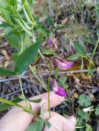 Image of Lathyrus parvifolius S. Watson