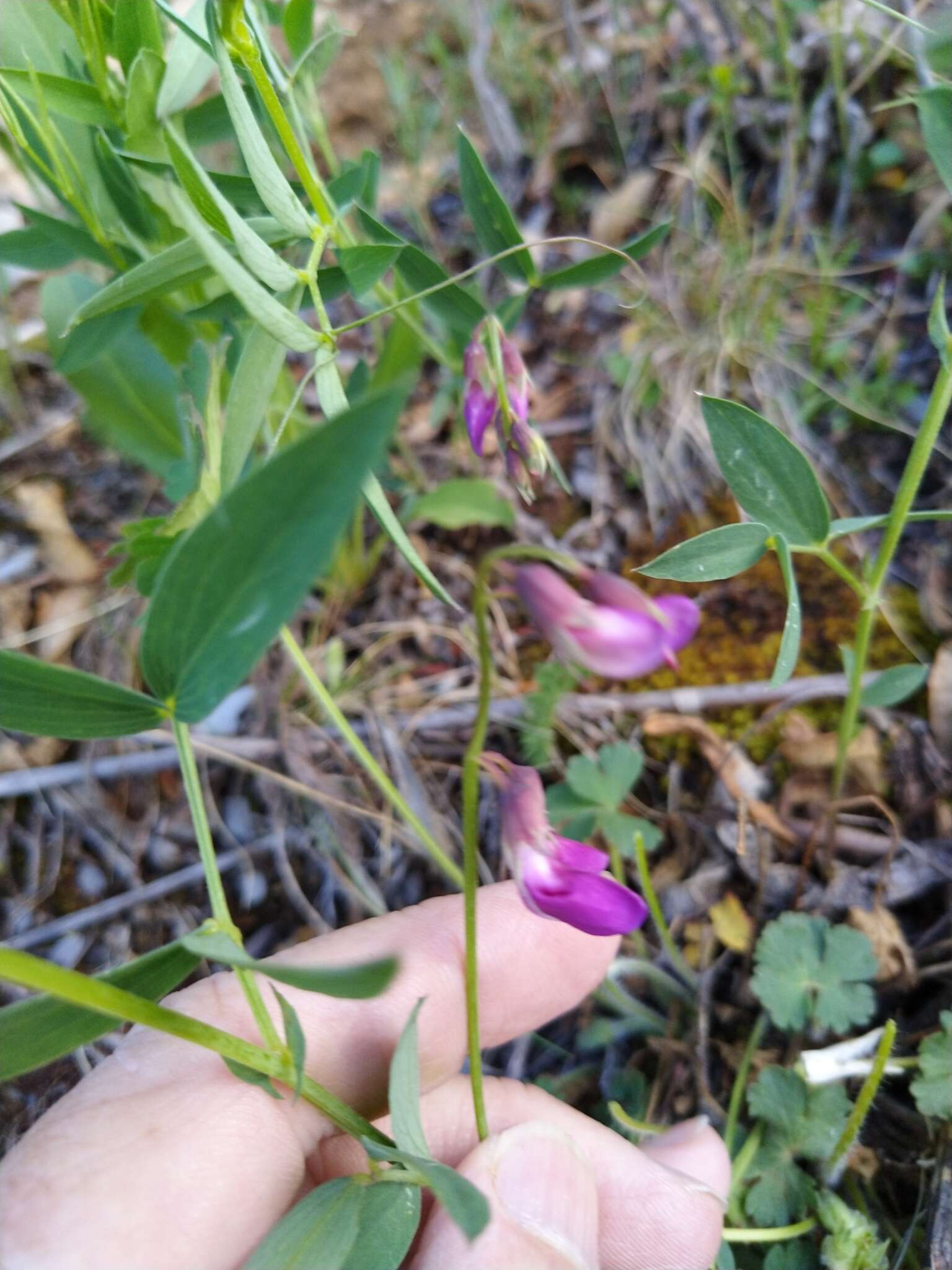 Image of Lathyrus parvifolius S. Watson