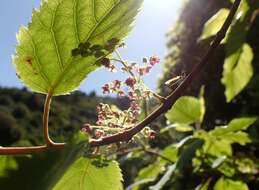 Image of wineberry