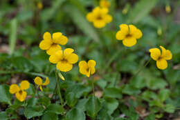 Image of Chilean yellow violet