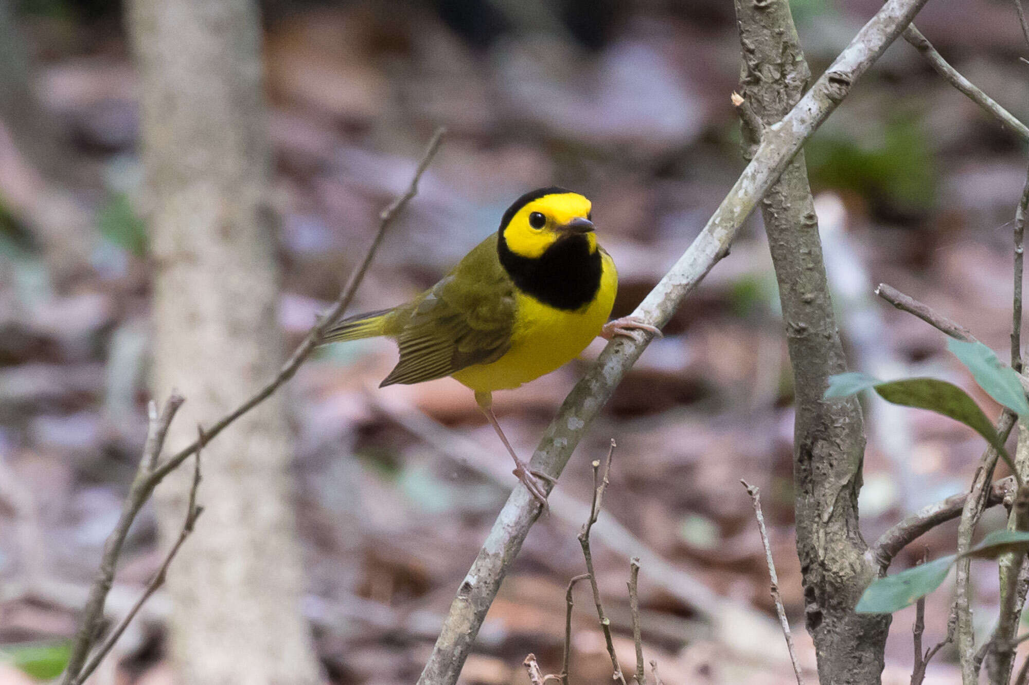 Image of Hooded Warbler