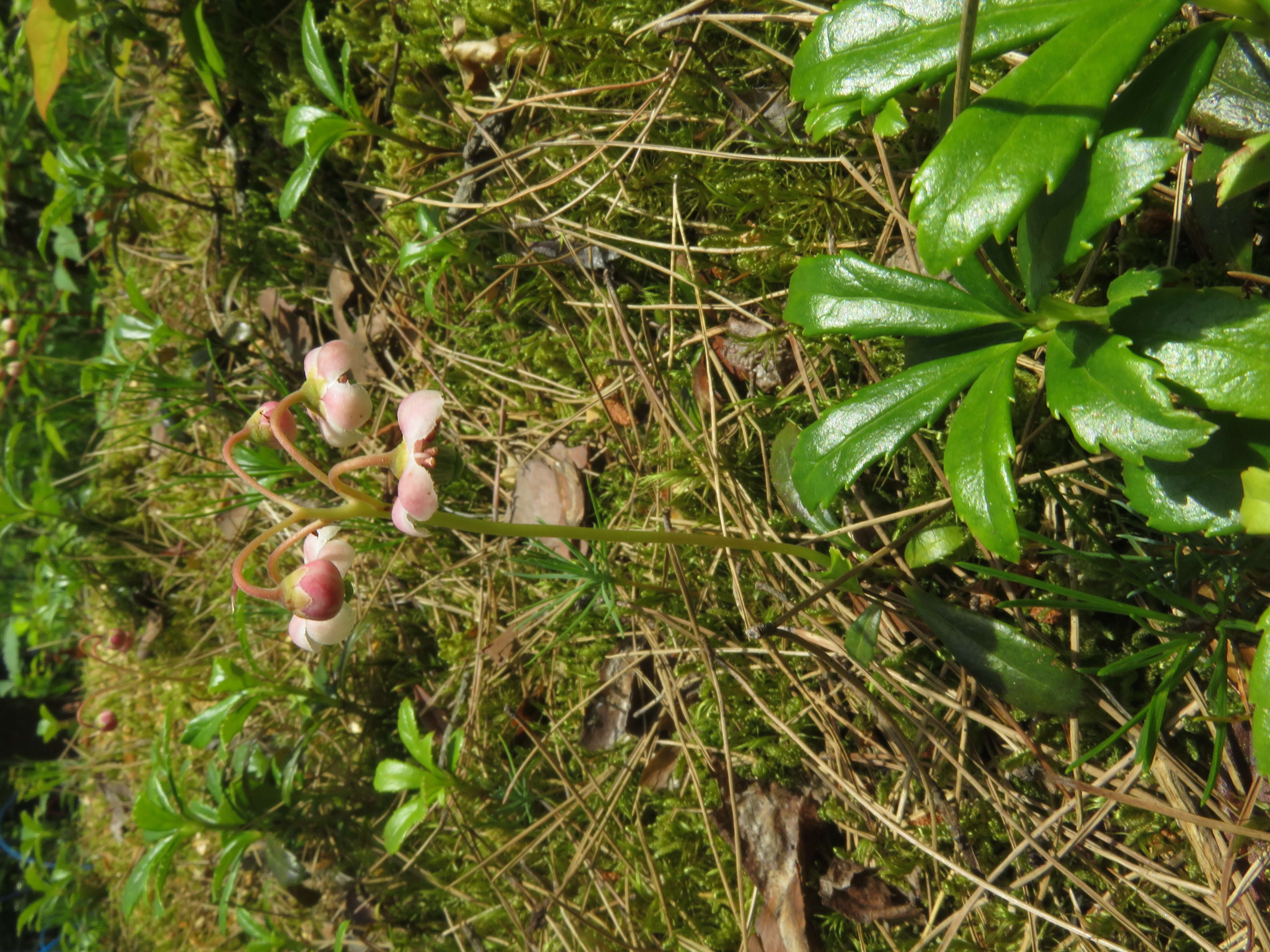 Image of pipsissewa