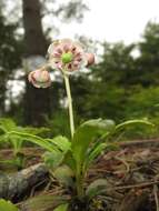 Image of pipsissewa